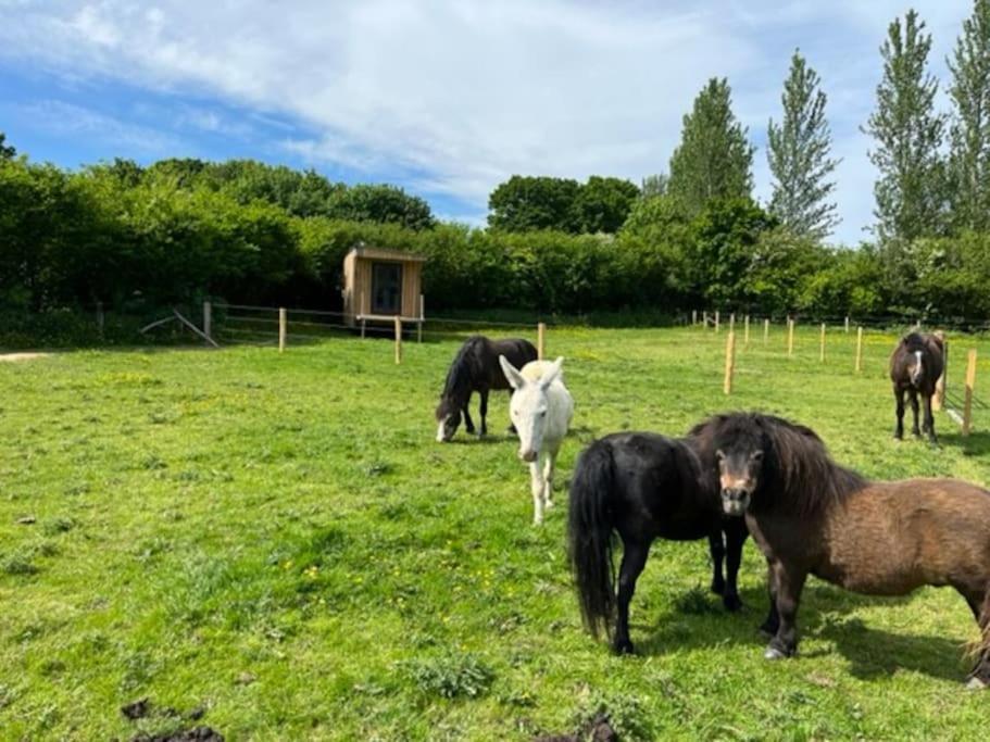 Neddys Rest Luxury Horsebox Stay باتيل المظهر الخارجي الصورة